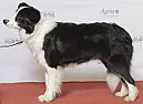 Depreciation of Herding Dog | &laquo; previous thread