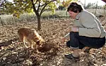 If it looks too good to be true.....  |  I have received an invitation to invest in a truffle farm on the basis of a ...