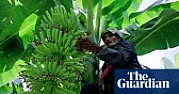 Guardian: Revealed: how multinational companies avoid the taxman  |  Revealed: how multinational companies avoid the taxman · Elaborate structures...